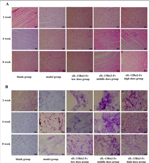 Fig. 1 Hematoxylin and eosin (H&E) staining showing the histological effects of sIL-13Rα2-Fc intervention on intervertebral disc tissue in rats