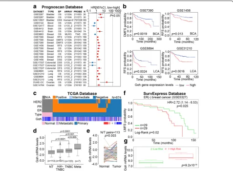 Fig. 1 Gthe PrognoScan database to evaluate the probability of distant metastasis-free survival (Kaplan-Meier analysis of Gsignificance by Cox regression.of Gdatabase.cancer in TCGA database.αh-OE correlates with the metastatic progression of breast cancer