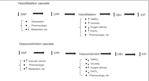 Fig. 2 Vasodilation and vasoconstriction cascade in the cerebral vasculature. This cascade model was first described by Rosner in the 1990s (seereferences 22, 23)