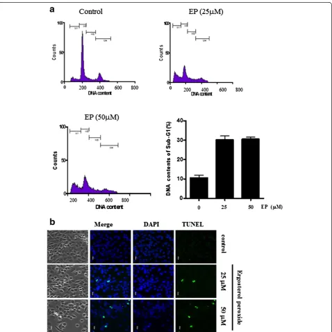 Figure 2 The effect of EP inducing apoptosis in DU 145 cells by cell cycle and TUNEL assay
