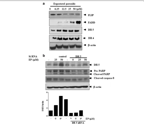 Figure 5 Effect of siRNA DR 5 transfection on PARP and procaspase 8 in EP treated DU 145 prostate cancer cells