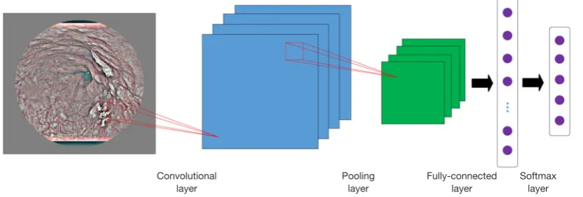 Figure 3 Data augmentation with flipping (B) and mirror (C) in the original image (A).