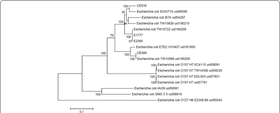 Figure 1 Phylogenetic relationships of E. coli strains based on SNPs from whole genome sequences