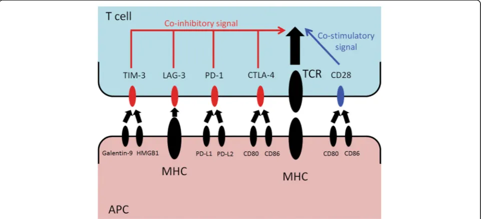 Fig. 1 T cell activation signals. The main signal is mediated by T cell receptor. Co-stimulatory signal is provided by CD28