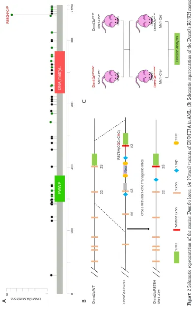 Figure 2 Schematic representation of the murine Dnmt3a locus. (A) Natural variants of DNMT3A in AML
