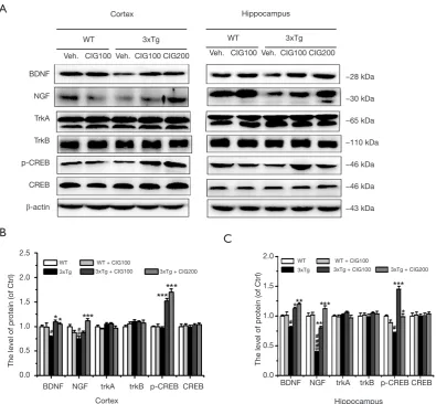 Figure 7 CIG elevates the expression of neurotrophic factors and p-CREB in the cerebral cortex and hippocampus of 3×Tg mice (western blotting)