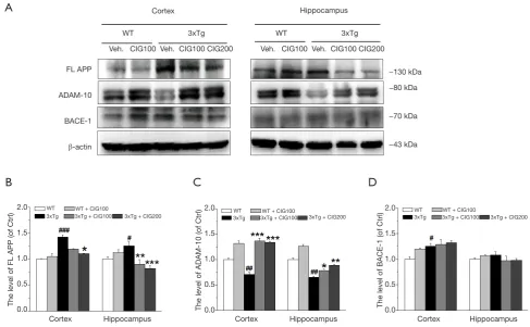 Figure 3 CIG decreases APP expression and increases ADAM-10 level in the cerebral cortex and hippocampus of 3×Tg mice (western blotting)