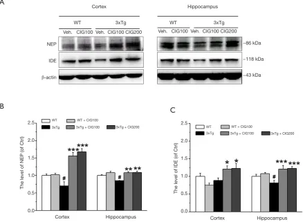 Figure 4 CIG increases the expression of NEP and IDE in the cerebral cortex and hippocampus of 3×Tg mice (western blotting)