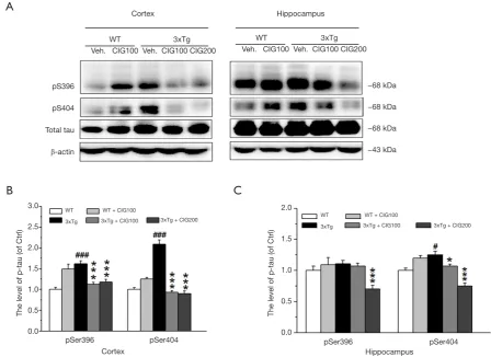Figure 5 CIG inhibits tau hyperphosphorylation in the cerebral cortex and hippocampus of 3×Tg mice (western blotting)