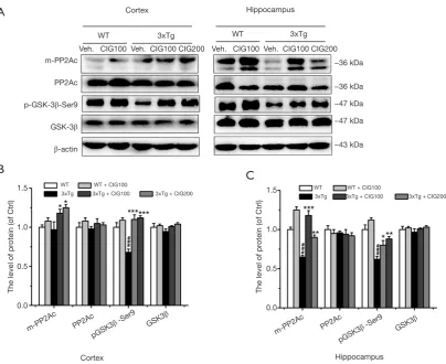 Figure 6 The effects of CIG on activity-related modifications of PP2A and GSK-3β in the cerebral cortex and hippocampus of 3×Tg mice (western blotting)