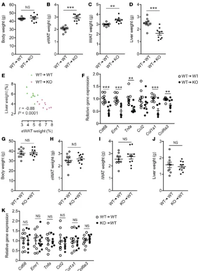 Figure 7. WT BM–reconstituted Lpar4adipose tissue (eWAT) (-KO mice phenocopy the intact Lpar4-KO mice on high-fat diet (HFD)
