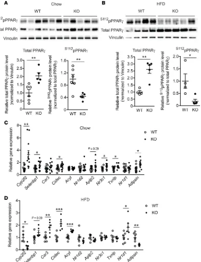 Figure 9. LPA4 ablation affects phosphorylation status of PPARγ and expression of genes regulated by PPARγ phosphorylation