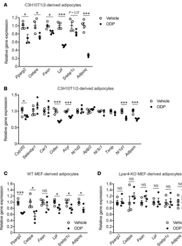 Figure 10. LPA4 activation decreases PPARγ-related gene expression in C3H10T1/2- and mouse embryonic fibro-blast–derived (MEF-derived) adipocytes