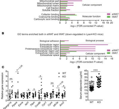 Figure 4. Loss of LPA4 results in increased mitochondria-related gene expression and serum adiponectin level on chow diet