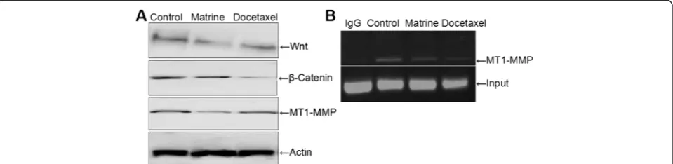 Fig. 4 Effects of Matrine on the expressions of MT1-MMP, Wnt,( β-catenin in HPAC cells