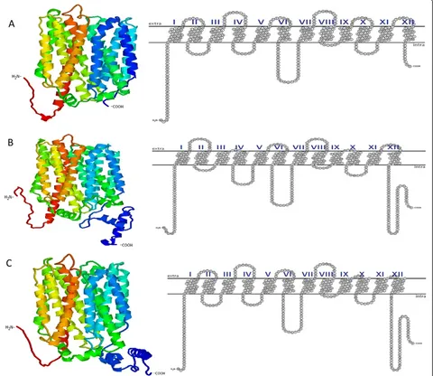 Figure 1 Predicted transmembrane and tertiary structures of A) ProP2 encoded by ESA_01706, B) ProP1 encoded by ESA_02131 andC) ProPc.