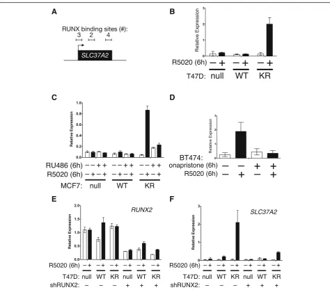 Fig. 7 RUNX2 may facilitate SUMO-deficient PR target gene expression.were engineered to stably express shRNAs targeting RUNX2, resulting in approximately 50% reduction of RUNX2 mRNA levels.expressing shRNAs targeting RUNX2, expression of the KR PR target g