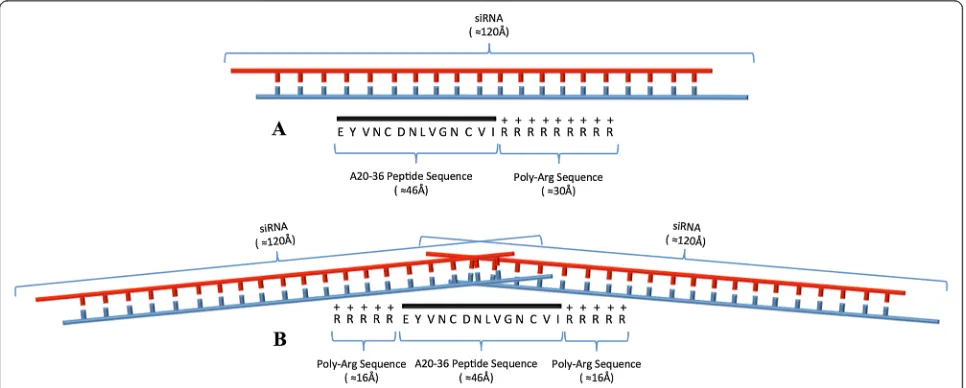 Figure 6 Effect of siRNABcl2 on the expression levels of Bcl2 mRNA. 5 × 105 A20 cells were treated with 5R-A20-36-5R peptide in absence (control) orpresence of siRNABcl2