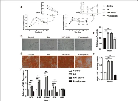 Fig. 2 Activation of the D1 receptor promotes hBMSC osteogenic differentiation.during hBMSC osteogenic differentiation on days 1, 3, 5, 7, 14, and 21 with or without DA, D1 agonist (SKF-38393) and D2 agonist (pramipexole)stimulation ( a Quantitative RT-PCR