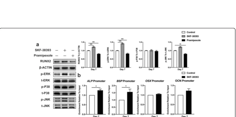 Fig. 4 Blocking the cAMP-PKA signaling pathway inhibits ERK1/2 and suppresses hBMSC osteogenic differentiation.b38393+ H-89 ( a Histochemical staining and total absorbance measurements of ALP during early hBMSC osteogenic differentiation stimulated with SK
