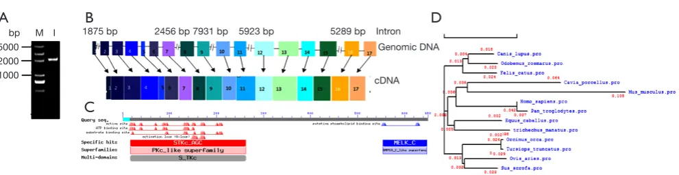 Figure 1 The porcine MELK gene. (A) Agarose gel of the porcine MELK cDNA generated by PCR amplification