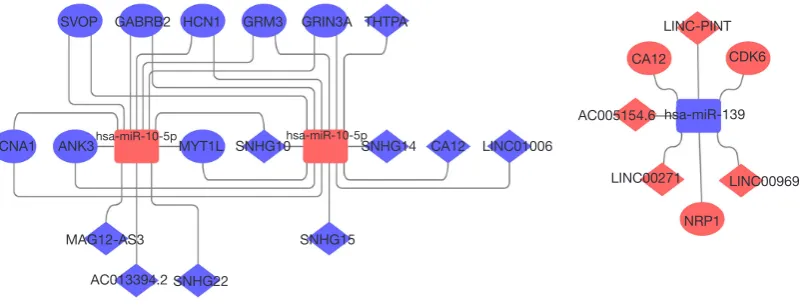 Figure 7 lncRNA-miRNA-mRNA network visualization. As the picture shows, red represents up-regulation of molecular expression compared with the control group, green and purple represents down-regulation, circle represents genes, square represents miRNAs part, and diamond represents lncRNAs.