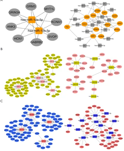 Figure 3 The relationships of miRNAs and genes in three groups. (A) The relationship between miRNAs with up-regulated expression both in adults and children and genes with down-regulated expression both in adults and children