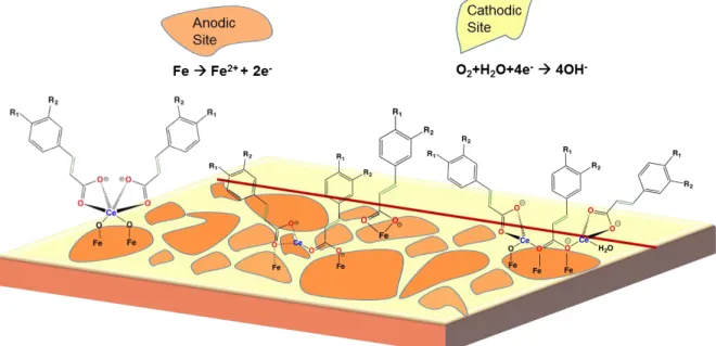 Figure 3. Inhibition of cathodic reaction on cold rolled steel substrate by the  formation of REM oxide/hydroxide layer (based on previous studies)