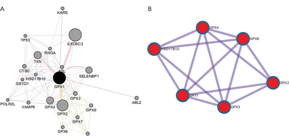 Figure 11 PPI network of genes associated with GPX1. (A) PPI network of GPX1 correlated genes constructed by Cytoscape