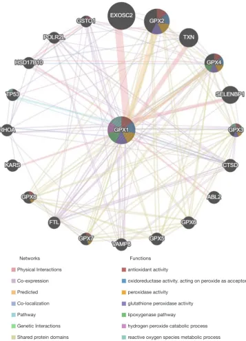 Figure 7 Protein-protein interaction network of GPX1 (GeneMANIA). PPI network and functional analysis indicating the gene sets that were enriched in the target network of GPX1