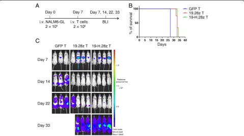 Fig. 4 19-H.28z T and 19.28z T cells have comparable antitumor efficacy in vivo. a Timeline and events of the experiment with intravenousNALM6-GL xenograft models