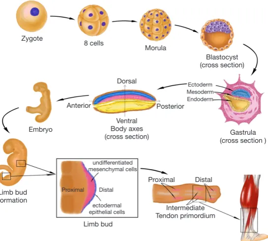 Figure 2 The derivation of tenocytes from ESCs and classification of cell types. Green solid arrows show the direction of differentiation, green dotted arrow shows that iPSCs can be obtained from dermal fibroblasts by dedifferentiation
