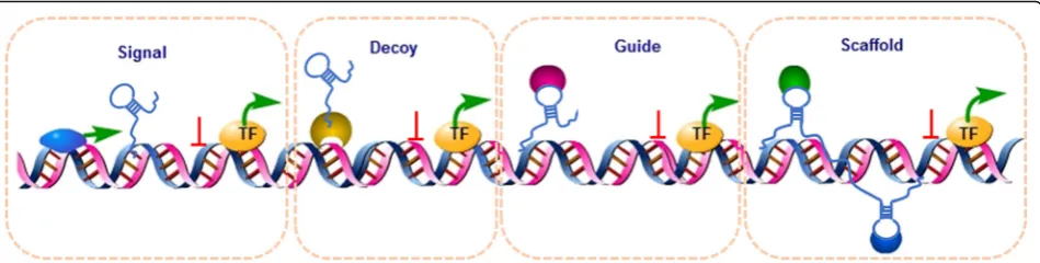 Fig. 1 Four models of LncRNAs. Signal: LncRNAs can signal the space, time, and expression of gene transcription to modulate transcription factors andsignaling pathways