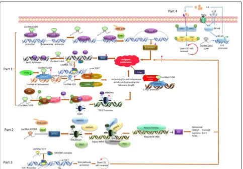 Fig. 2 LncRNAs network in malignant transformation of HCC stem cells. Part 1: LncRNA CUDR impacts the malignant proliferation of liver CSCstrough different pathways
