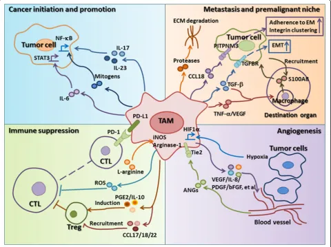 Fig. 2 The effects of TAMs on tumor progression. The protumor functions of TAMs include cancer initiation and promotion (genes associated with angiogenesis