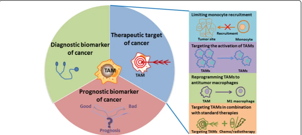 Fig. 3 The clinical application of TAMs. As the relationship between TAMs and malignant tumors becomes clearer, TAMs are beginning to beseen as potential biomarkers for diagnosis and prognosis of cancers and as therapeutic targets in cancers