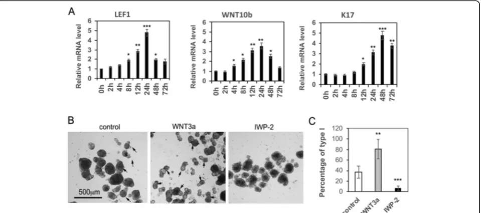 Fig. 5 Activation of the WNT pathway is essential for the formation of type I aggregates.aggregates formed inaggregates formed from fetal scalp-derived dermal cells mixed with foreskin-derived epidermal cells at a 1:1 ratio in suspension cultures in thepre