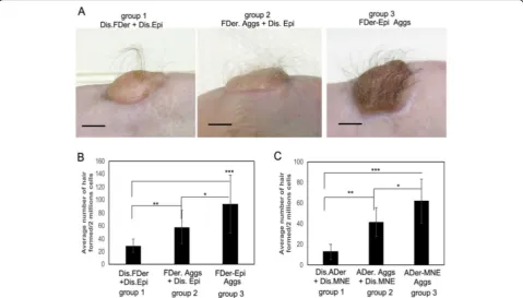 Fig. 1 Aggregated dermal and epidermal cells produce more hair follicles in transplants.scale used on the a Representative images of grafts at 3 months aftertransplantation of three groups of cells (group 1: Dis.FDer + Dis.Epi, group 2: FDer