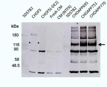 Figure 3.5.3 Protein analysis using DE2 antibody against processed pooled selective 