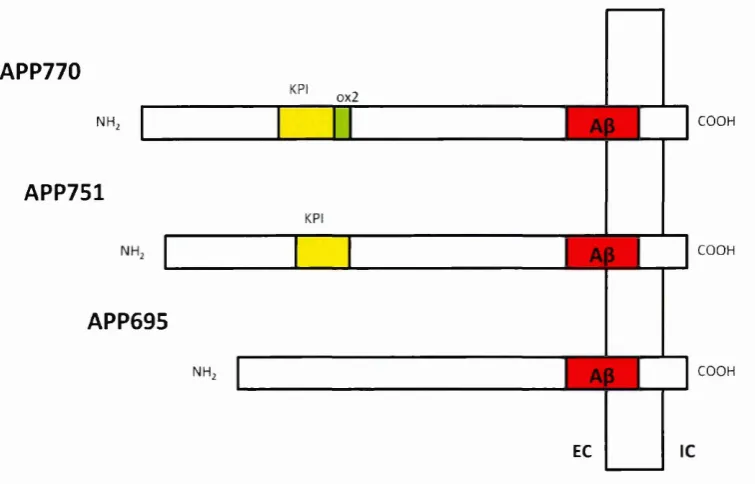 Figure 1.3.1 The three main isoforms of amyloid precursor protein; APP696, APP751 and APP770