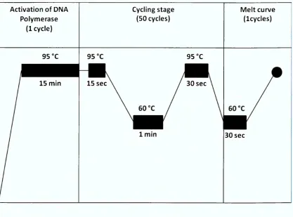 Figure 2.24.2 SYBR green® real-time RT-PCR thermocycler protocol. The reference 