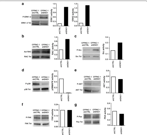 Fig. 5 Analysis of uPAR/integrins pathways. Western blot analysis on total lysates of shENO1 and shCTRL CFPAC-1 cells was carried out to investigatelevels of (a) phospho- and total ERK1-2, (b) activated and total RAC, (c) phospho- and total Src, (d) phosph