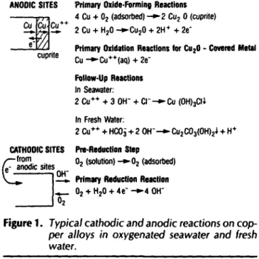Figure 1.  Typical cathodic and anodic reactions on cop-