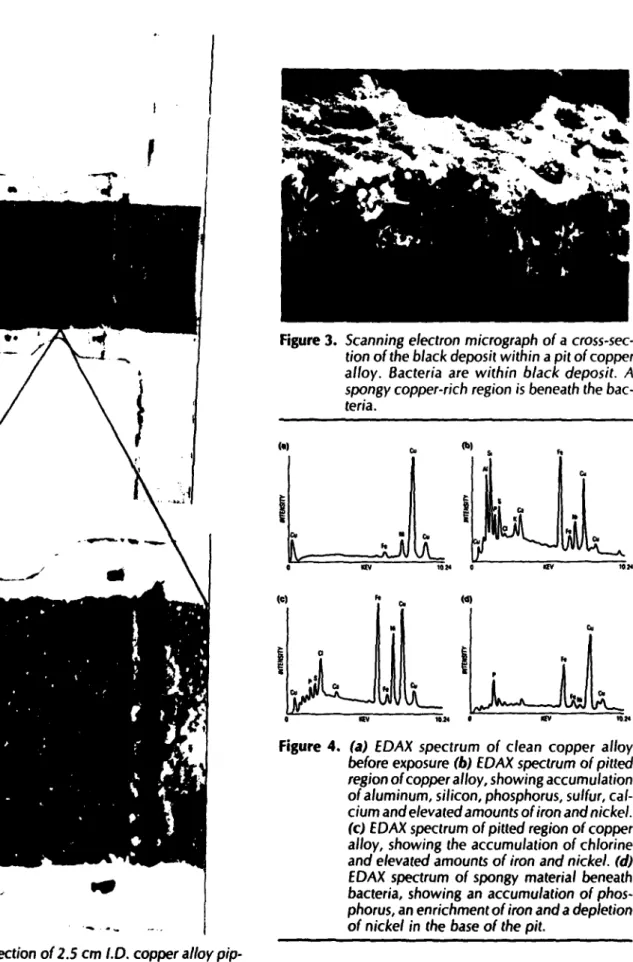 Figure  4.  (a)  EDAX  spectrum  of  clean  copper  alloy before  exposure  (b) EDAX  spectrum  of pitted region of copper alloy, showing accumulation of aluminum,  silicon, phosphorus,  sulfur,  cal-cium and elevated amounts of iron and nickel.