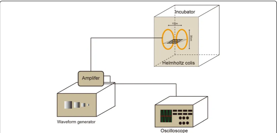 Fig. 1 Presentation of the device used to generate the electromagnetic fields (EMFs). The device was constituted of waveform generator,amplifier, oscilloscope, and Helmholtz coils