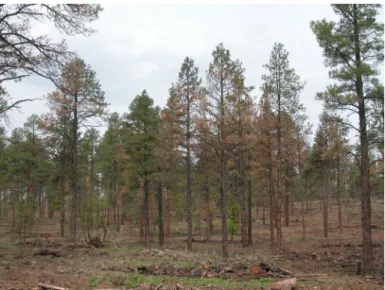 Fig. 2 – In a moderate intensity burn trees and foliage are killed within  the stand.