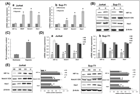 Figure 1 Hypoxia potentiated Notch1 signalling via stabilization and activation of transcription factor HIF-1Notch1 siRNA-transfected group; CS, control siRNA-transfected group