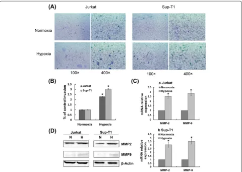 Figure 5 Hypoxia promoted T-ALL invasion by transcriptionally up-regulating MMP2 and MMP9