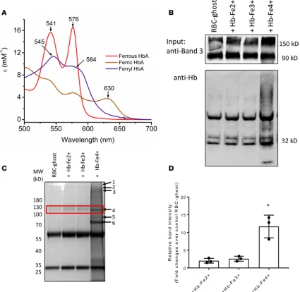 Figure 6. Hemoglobin oxidation promotes complex formation with band 3. Co-IP of band 3 was done and probed with anti-Hb antibody