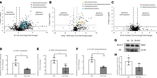 Figure 8. Hydroxyurea treatment reduces posttranslational modifications in microparticles